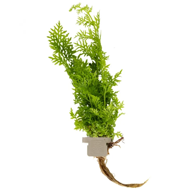 Bilds von Ceratopteris thalictroides – Sumatrafarn